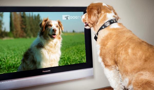¿Los perros ven televisión?