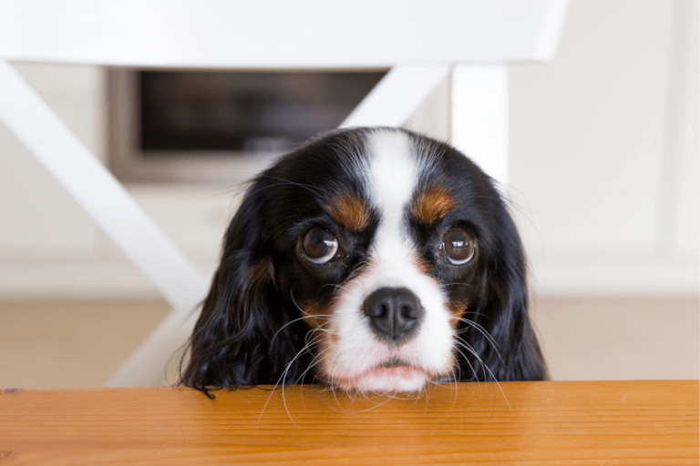 ¿Cómo evitar que mi perro mendigue comida?