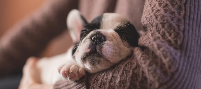 Entérate de lo que significa las distintas poses para dormir que toman nuestros perros!