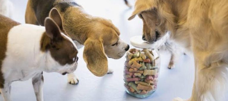 Dulce amenaza: darle azúcar a los perros