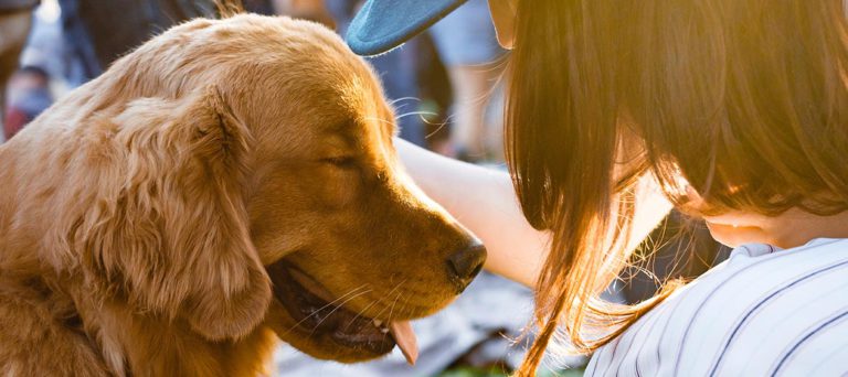 Spotify lanza playlist para perritos que se quedan solos en casa