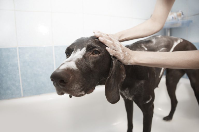 ¿Cómo bañar a mi perro en casa durante la cuarentena?