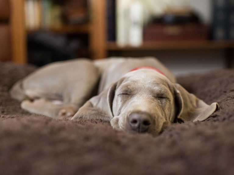 ¿Qué significan las posiciones de los perros al dormir?