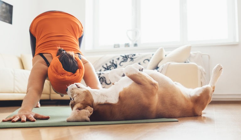 Doga: yoga para perros