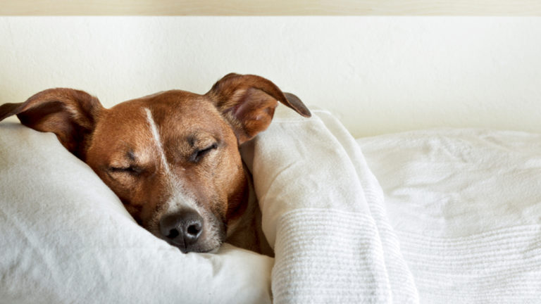 La necesidad de sueño y descanso de los perros