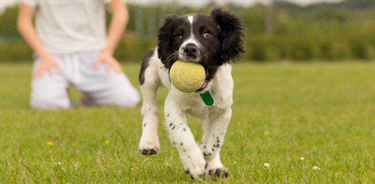 El juego de tirar la pelota puede llegar a ser adictivo para los perros