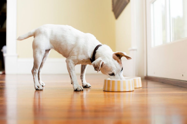 ¿Es recomendable la dieta BARF para perros?