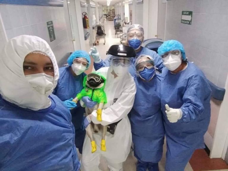 Harley: el perrito que ayuda a los médicos en hospital de México