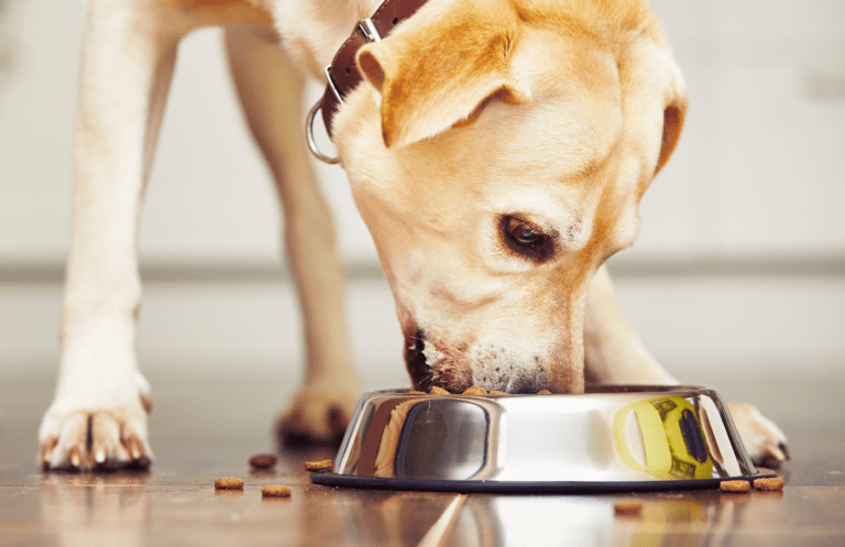 ¿Qué es el hidrolizado en el alimento de perros?