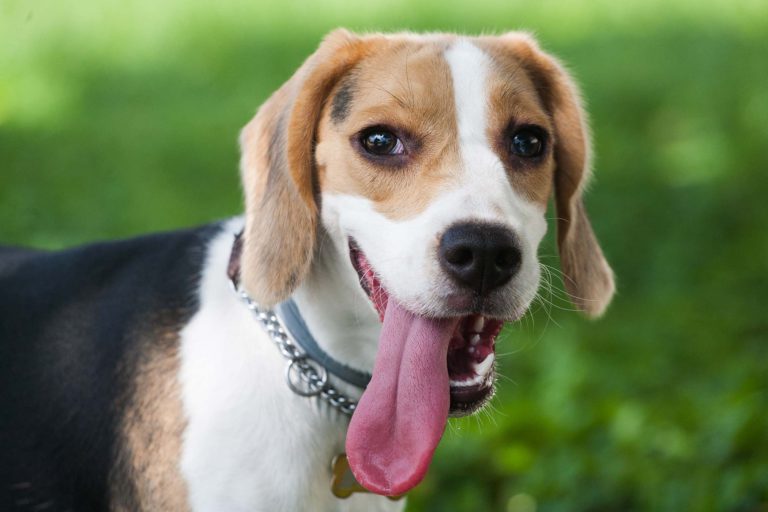 ¿Por qué los perros sacan la lengua?