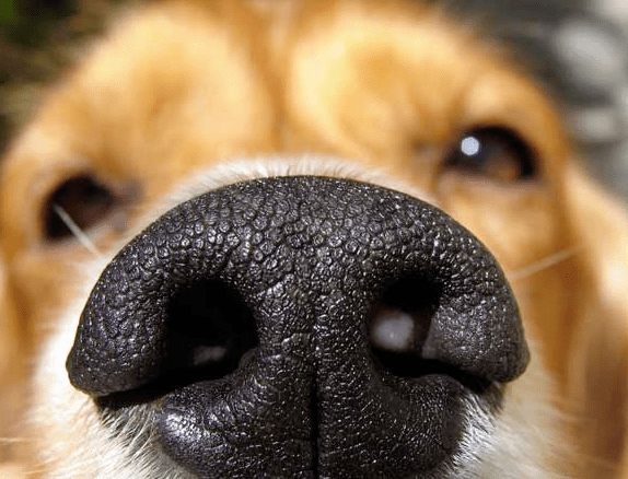 ¿Sabías que la nariz de tu perro es única?