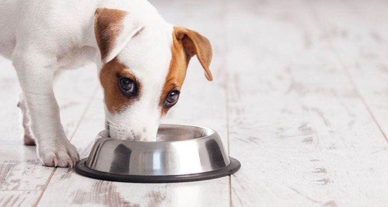 ¿Cada cuánto lavar el plato de comida de mi mascota?