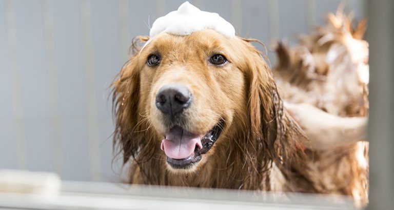 Mitos sobre bañar a tu perro
