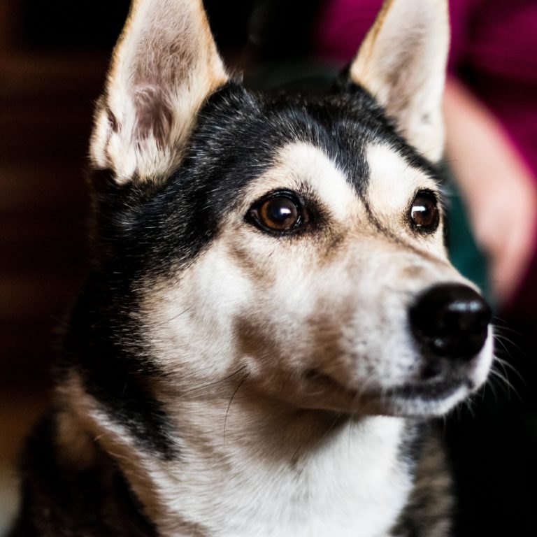 ¿Cuáles son las enfermedades oculares en perros?